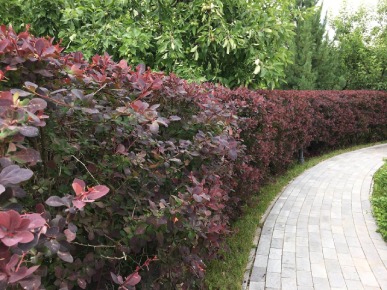 барбарис тунберга в саду