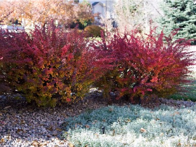 барбарис на участке