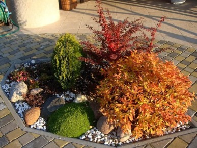 барбарис в ландшафтном дизайне дачного участка