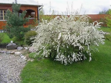 спирея в дизайне сада