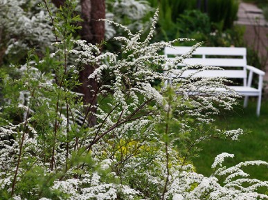 спиреи в ландшафтном дизайне дачного участка