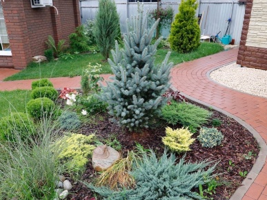 ель в ландшафтном дизайне