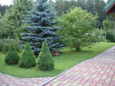 голубые ели в дизайне