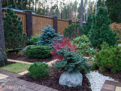 ели в дизайне сада