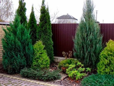 ель обыкновенная в дизайне