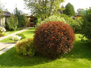 морозостойкие декоративные кустарники