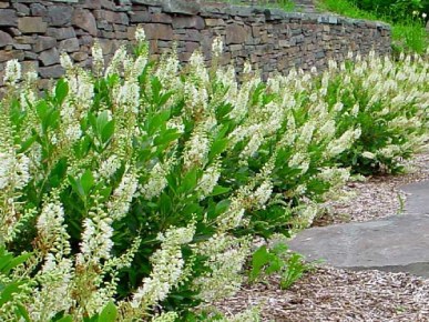 морозостойкие кустарники для сада