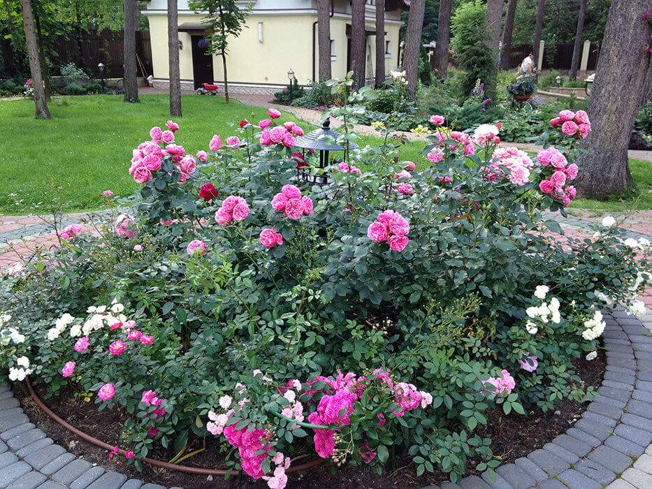Почвопокровные розы в дизайне сада: лучшие сорта, советы по уходу и пример ы использования в саду