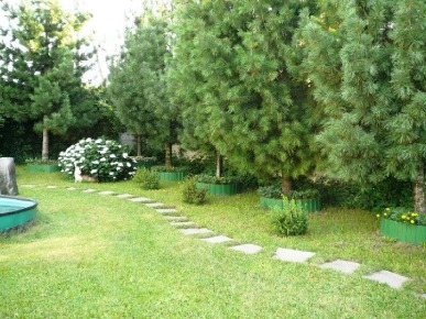 сосны в ландшафтном дизайне