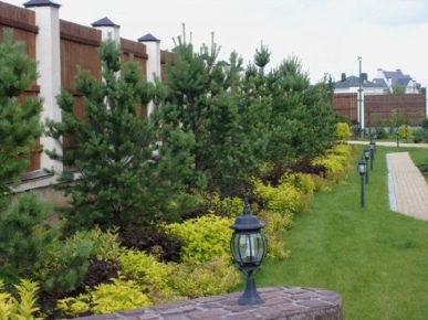 сосны в дизайне сада