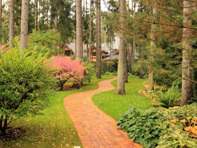 сосны в дизайне ландшафта