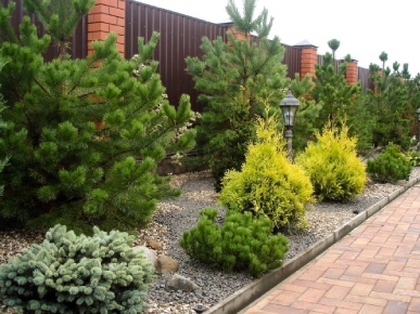 сосны на загородном участке