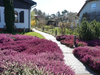 вереск в ландшафтном дизайне дачного участка