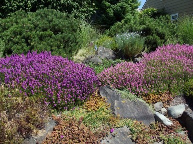 вереск в дизайне на даче