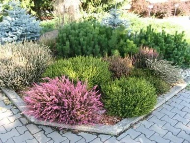 вереск на дачном участке