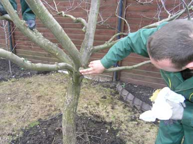 цена на обрезку деревьев