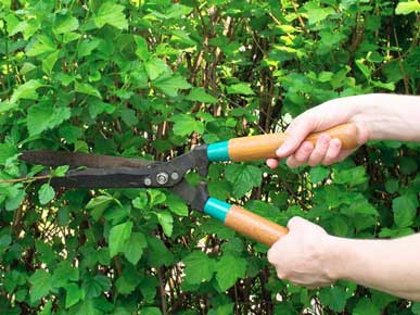 услуги по обрезке кустов в СПб