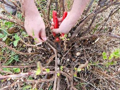 цена на обрезку декоративных кустарников