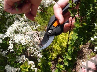 заказать стрижка кустов и кустарников