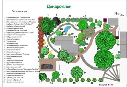 Розробка дендроплана СПб
