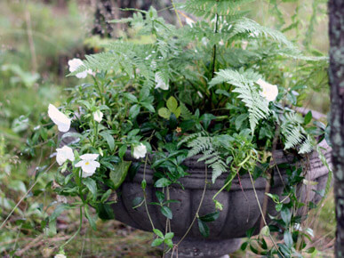 Озеленение на даче