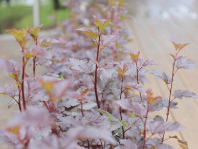 Озеленение и уход в СПб