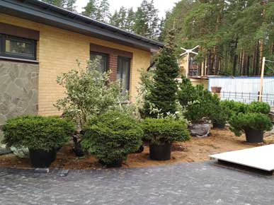 Озеленение участка