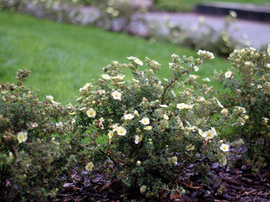 Заказать озеленение и уход