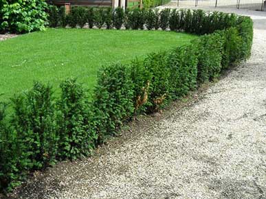 Заказать устройство живой изгороди деревьев