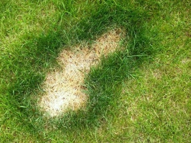 ремонт газона в СПб