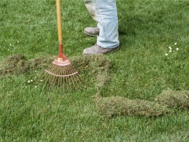 восстановление газона