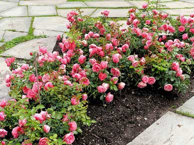 устройство розариев в СПб