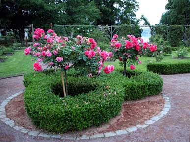 посадка розариев в СПб