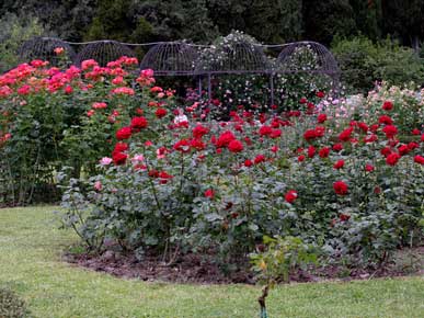цена на посадка розариев