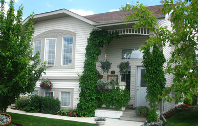 вертикальное озеленение участка в СПб