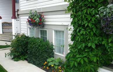 цена на вертикальное озеленение дома и стен